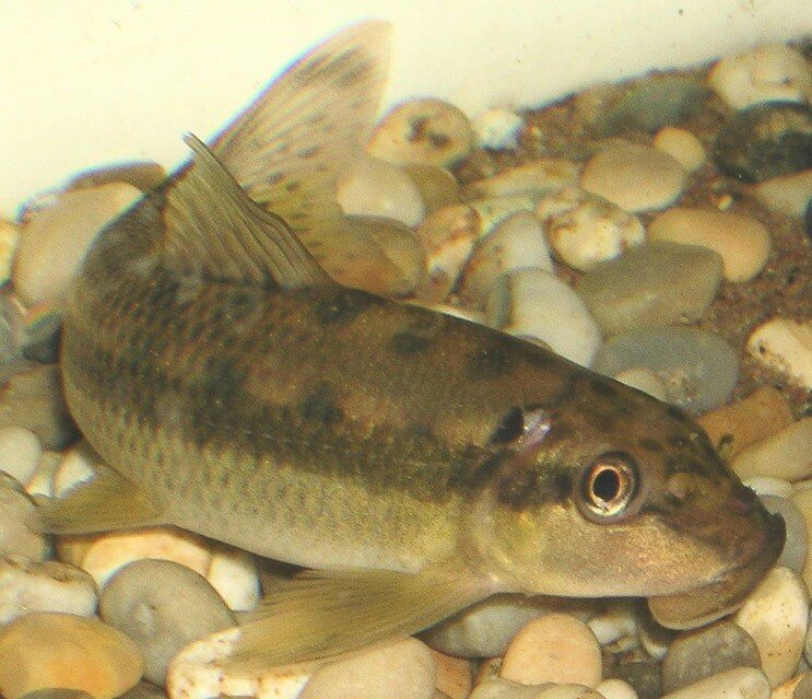 Kinesisk Alger Spiser