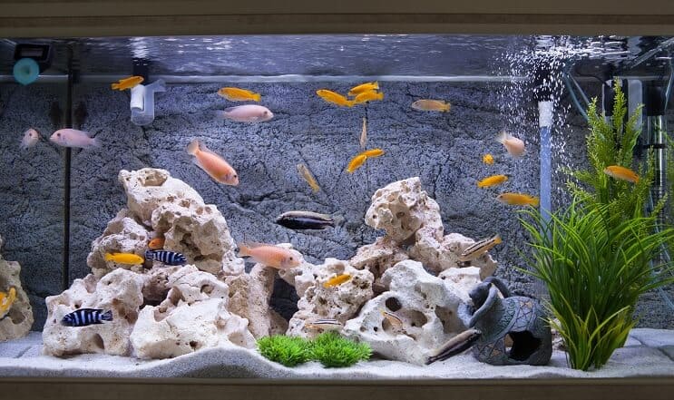Siklider i et akvarium