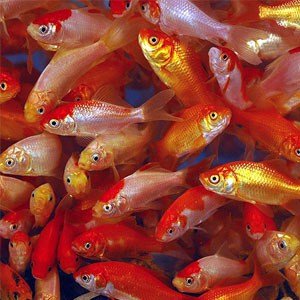 Komet gullfisk