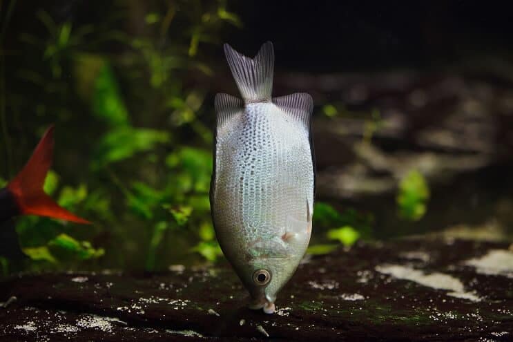 Kyssing av Gourami-habitat