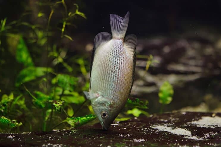 Kyssende gourami diett