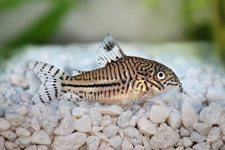 Cory Catfish Oversikt