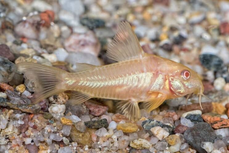 Albino Cory steinbit