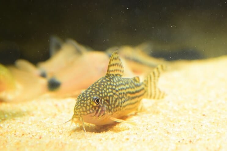 Cory steinbit