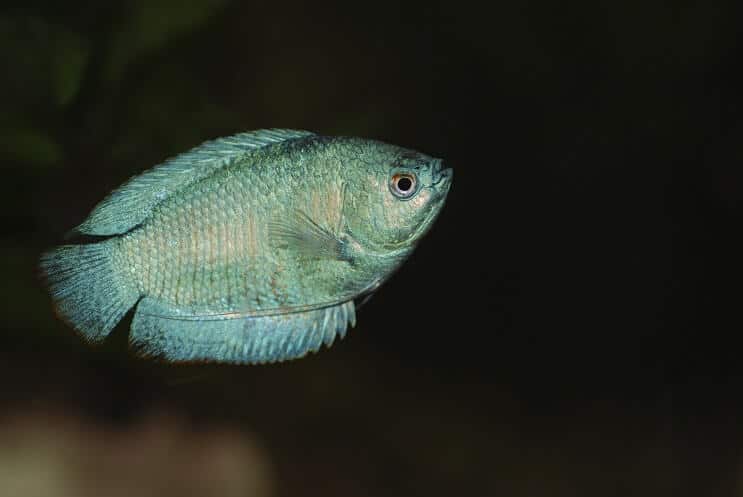 Dverg Gourami svømming
