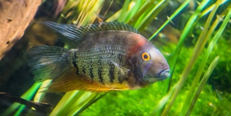 Banded Cichlid