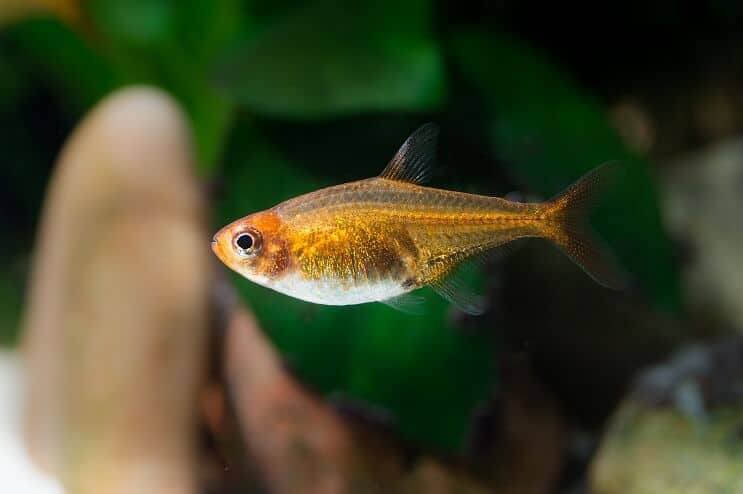 Ember Tetra Utseende