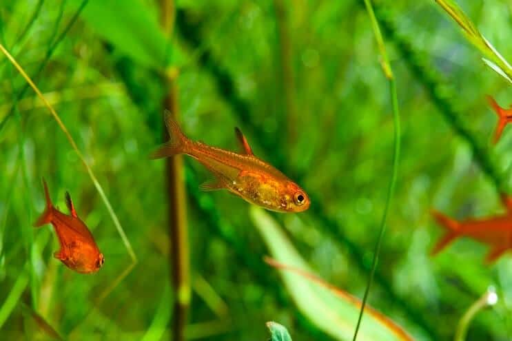 Ember Tetra Svømming