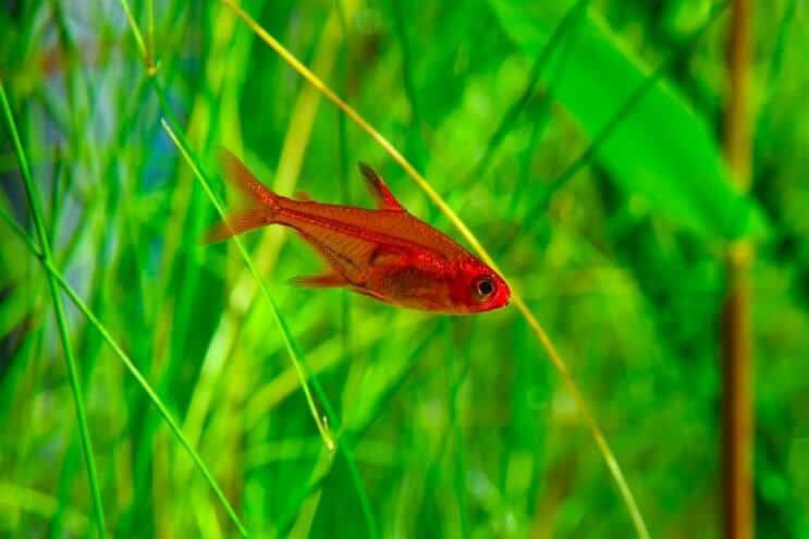 Brann Tetra