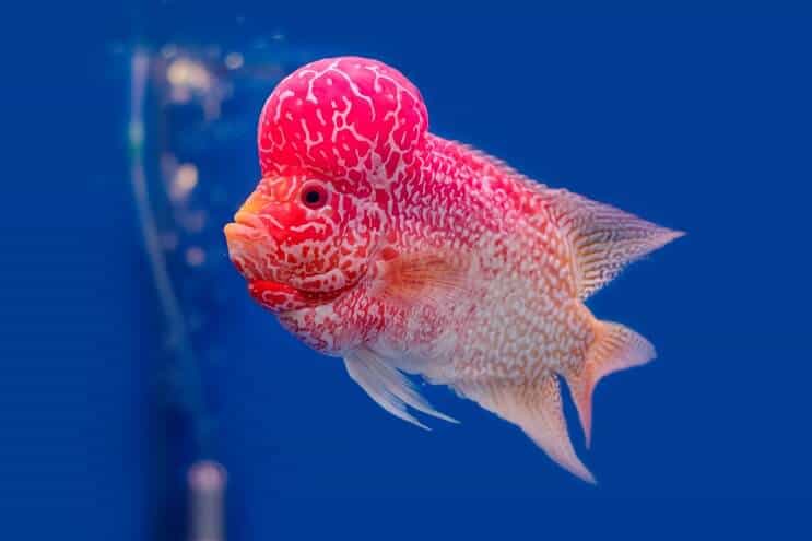 Flowerhorn Cichlid Oversikt