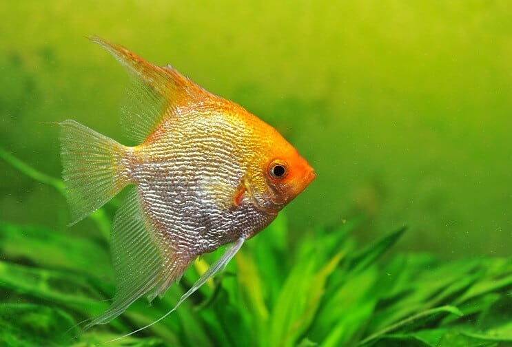 Gull Angelfish