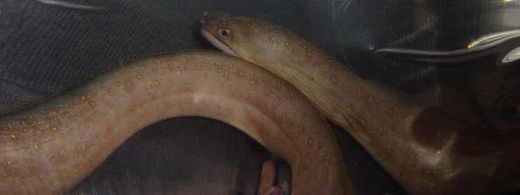 Ferskvanns snøfnuggål