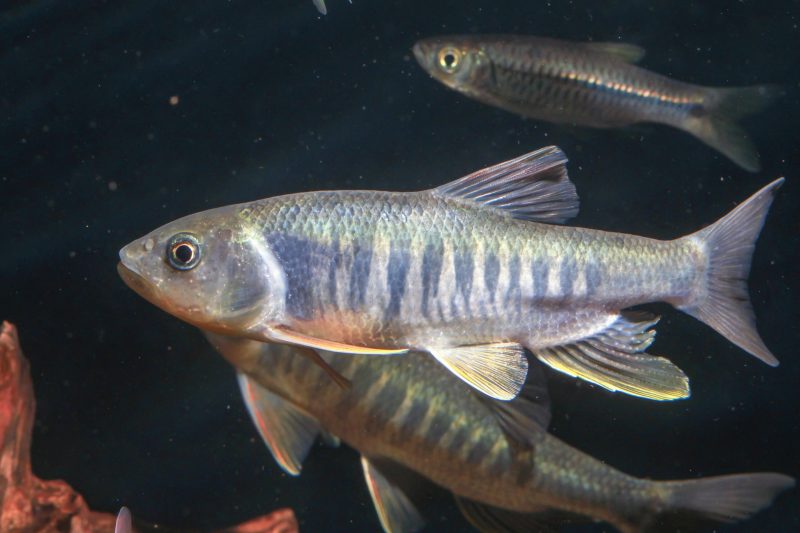 ferskvannshai