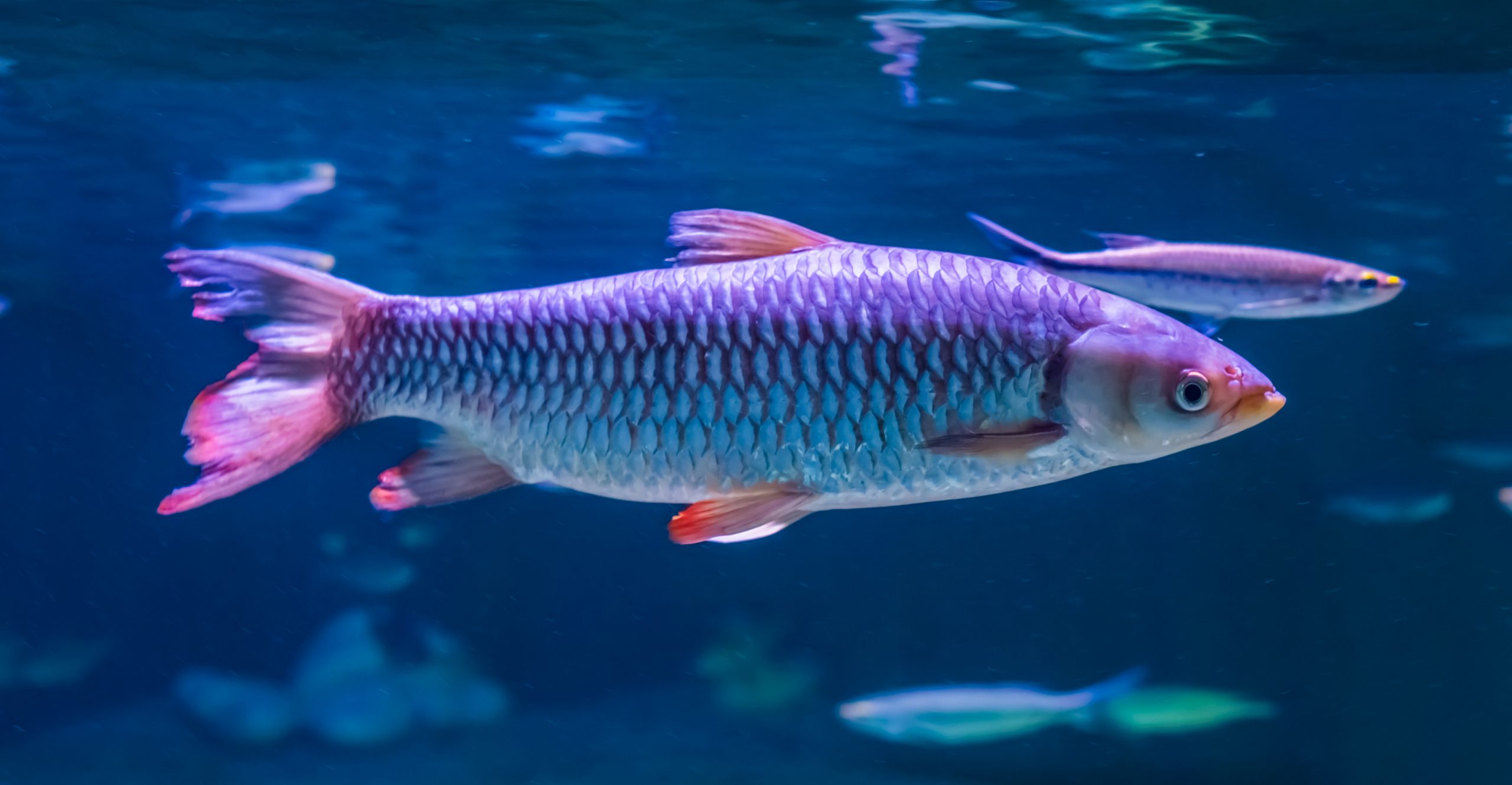 Sølv Apollo Shark