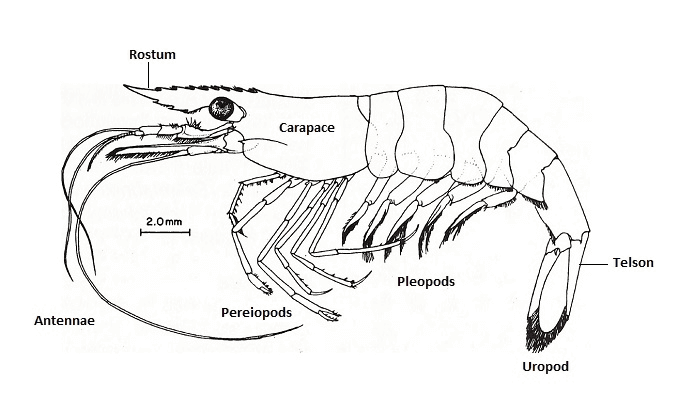 Utseende av Ghost Shrimp