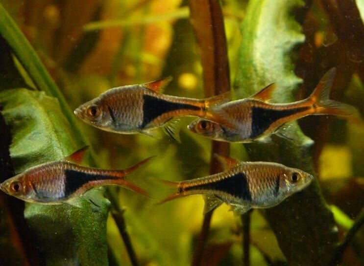 Harlequin Rasbora tankforhold