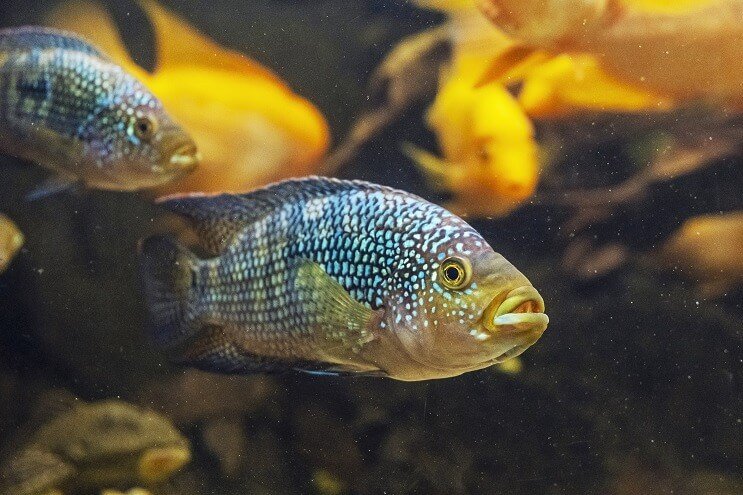 Jack Dempsey Fish Utseende