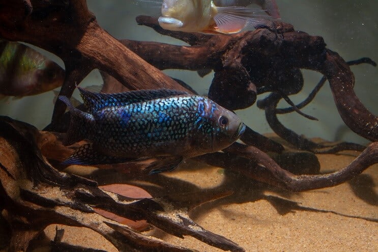 Jack Dempsey Tankforhold