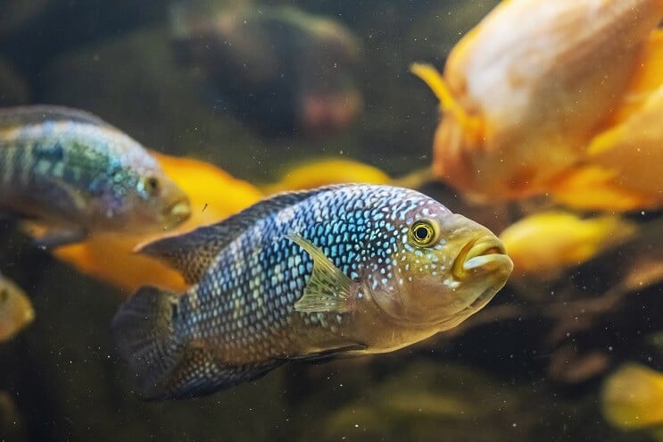To Jack Dempsey Fish