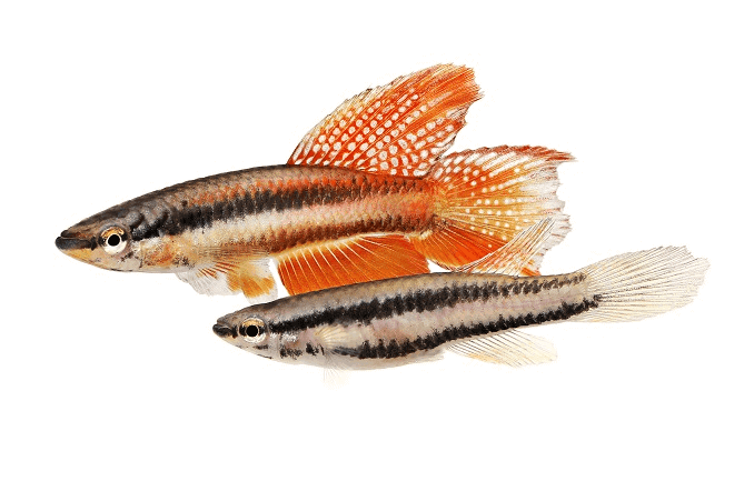 Par Lagos Red Killifish