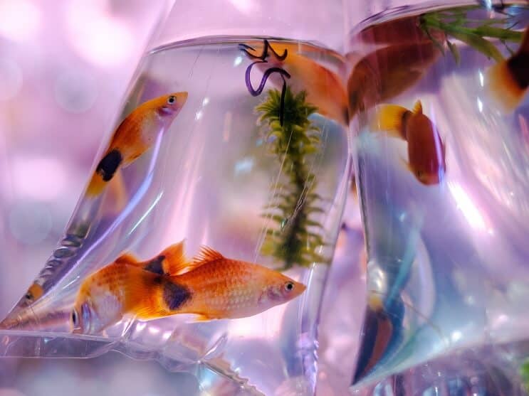Molly Fish In Bag
