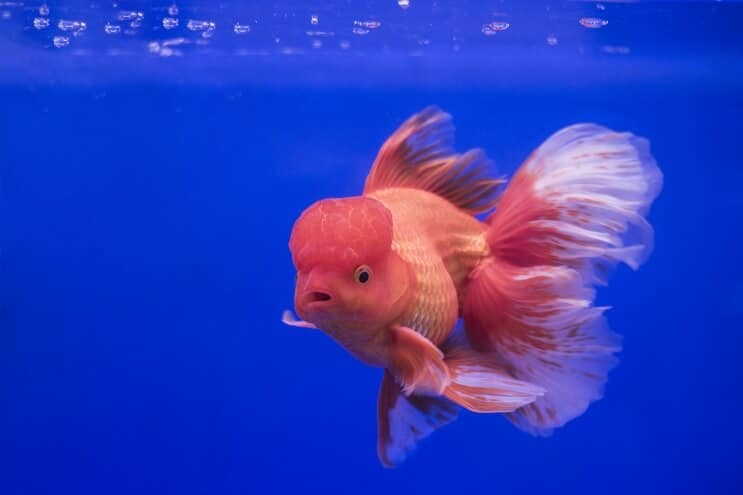 Oranda gullfisk
