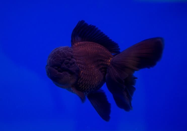 Svart Oranda gullfisk