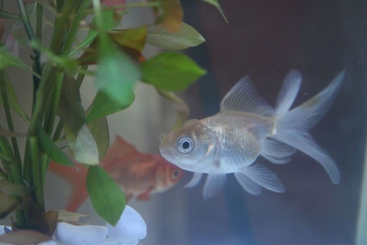 Blå Oranda gullfisk