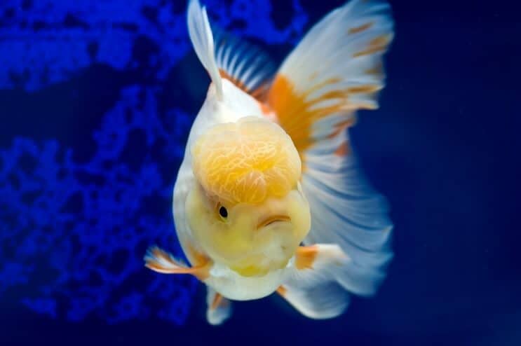 Oranda gullfisk svømming