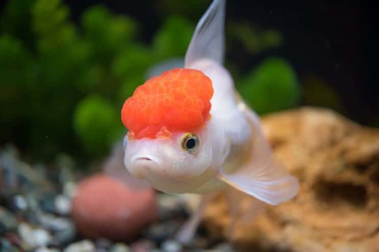 Oranda Gullfisk Utseende