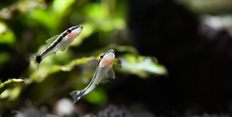 Otocinclus Svømming