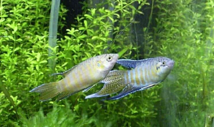 Avl paradisfisk