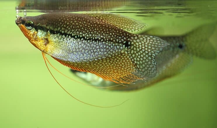 Pearl Gourami utseende