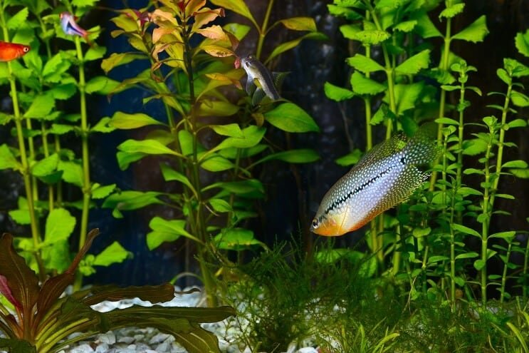 Pearl Gourami i et akvarium