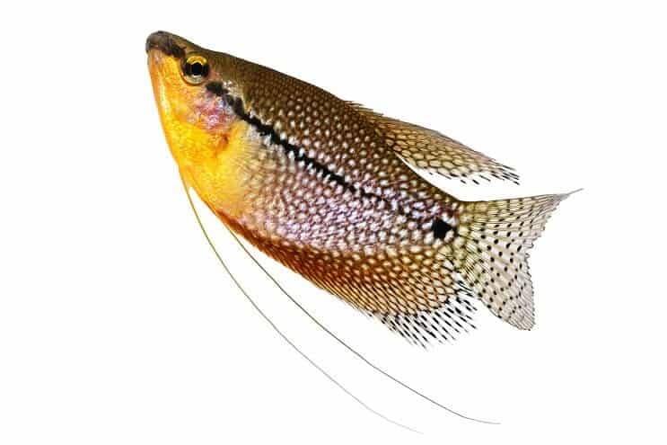 Pearl Gourami nærbilde