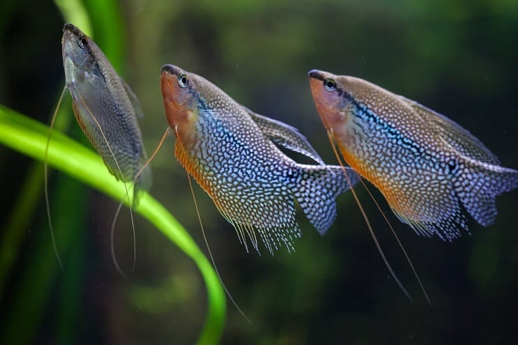 Gruppe av Pearl Gourami