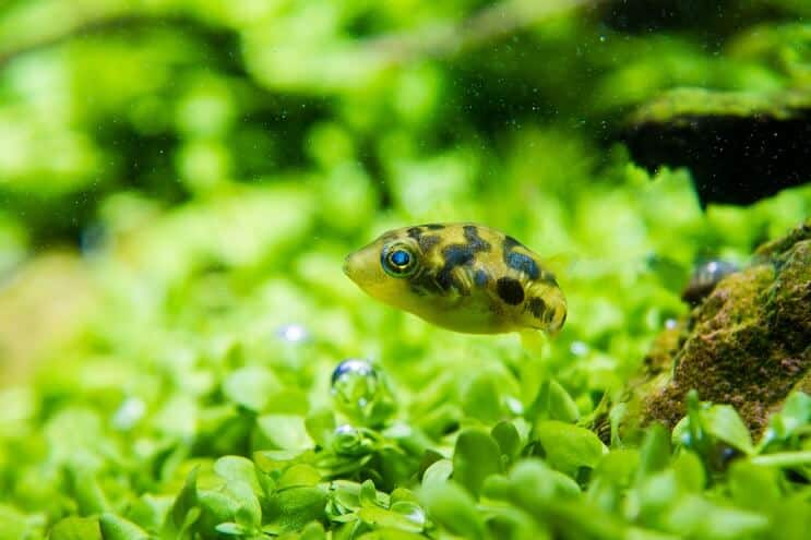 Pea Puffer Utseende