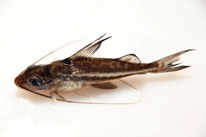 Pictus steinbit