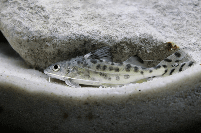 Pictus steinbit svømming
