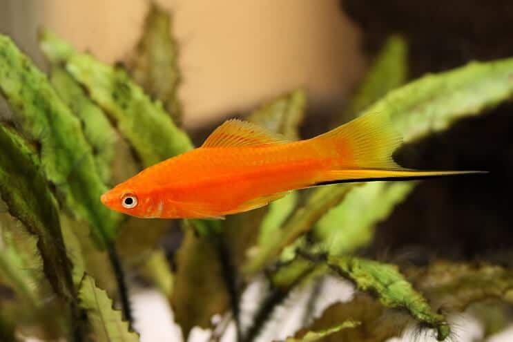 Sverdhale Platy Fish