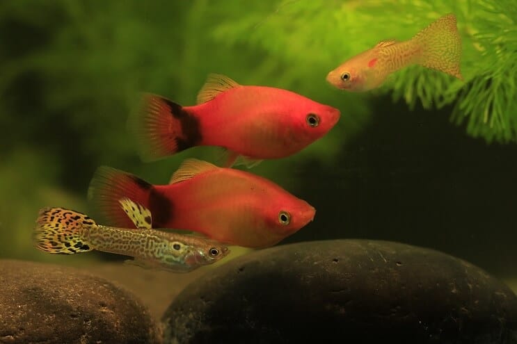 Guppy og Platy