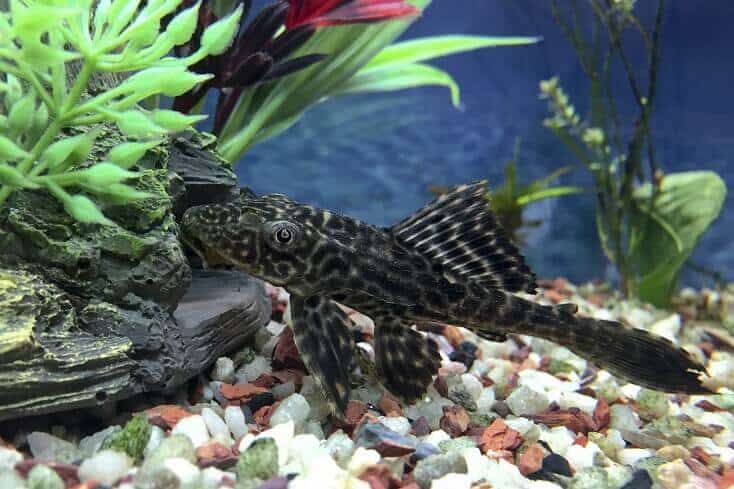 Plecostomus Oversikt