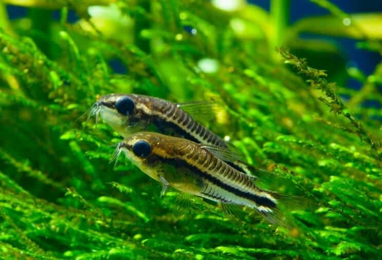 Pygmy Cory Oversikt