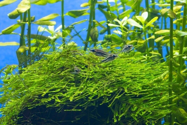Pygmy Cory habitat