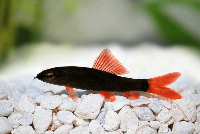 Rainbow Shark