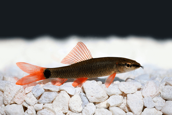 Rainbow Shark in Aquarium
