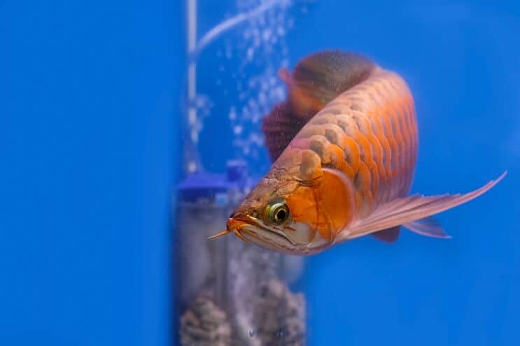 Rød Arowana Utseende
