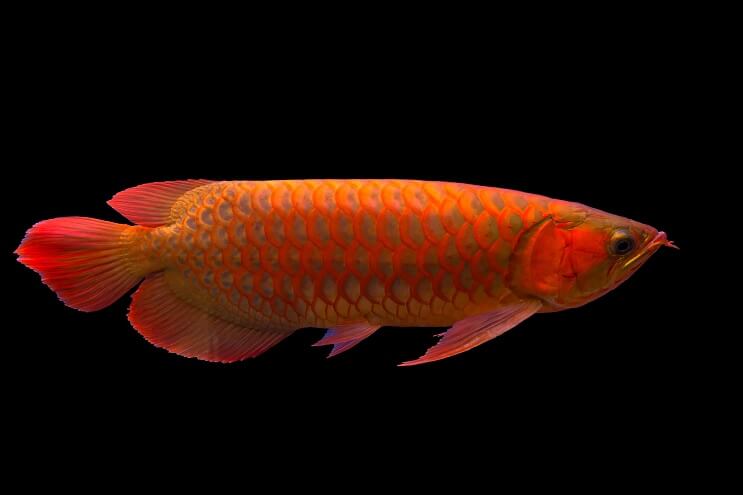 Red Arowana Oversikt