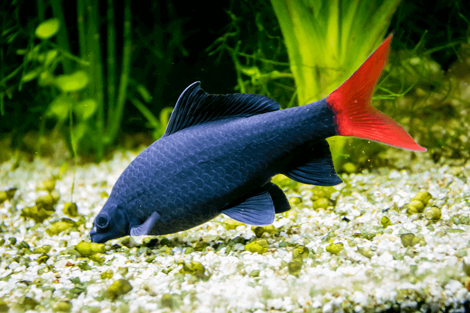 Kvinne Red Tail Shark