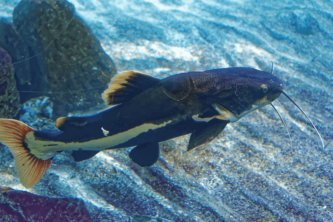 Redtail Steinbit Utseende